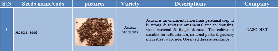 acacia-1