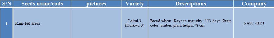 lalmi-3 wheat seed-1