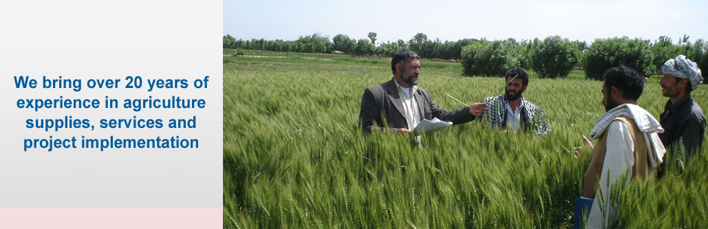 FAO field day to inspect NAG wheat seed farms